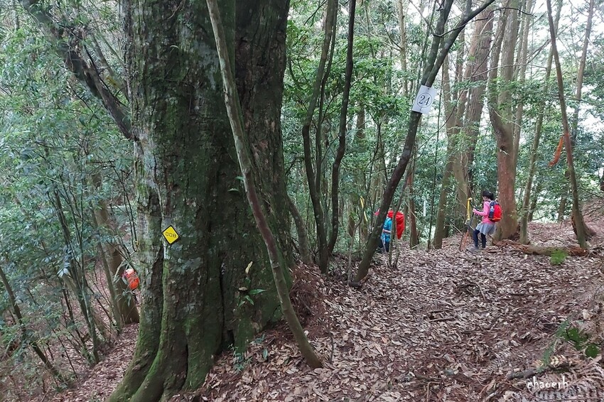 【登山 2天1夜】水漾森林➨鹿屈山➨鹿屈山前鋒 逆向O行縱
