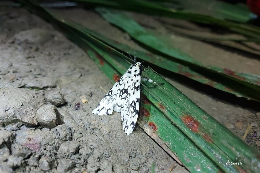 水漾森林餐宿-布農卡里布灣登山隊 一泊二餐《 帳篷•晚餐•早 水漾森林餐宿-布農卡里布灣登山隊 一泊二餐《 帳篷•晚餐•早