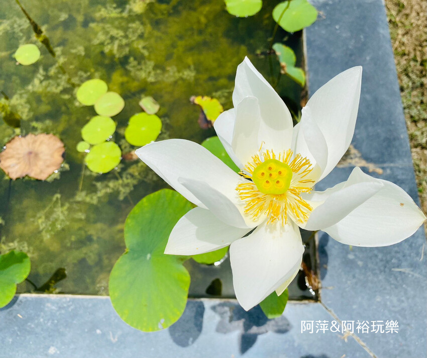 【台南左鎮景點】「噶瑪噶居寺」藏傳佛教傳承之西藏氛圍|華麗寶殿融合漢藏建築美學推薦|