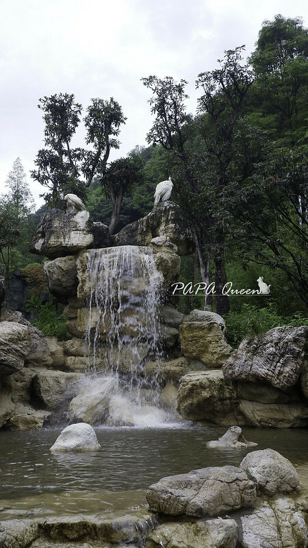 成都旅行 熊貓谷 沿著山林與熊貓偶遇，加碼推薦4個熊貓基地