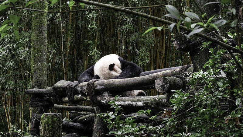 成都旅行 熊貓谷 沿著山林與熊貓偶遇，加碼推薦4個熊貓基地