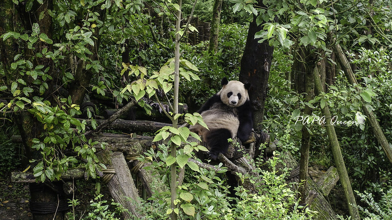 成都旅行 熊貓谷 沿著山林與熊貓偶遇，加碼推薦4個熊貓基地