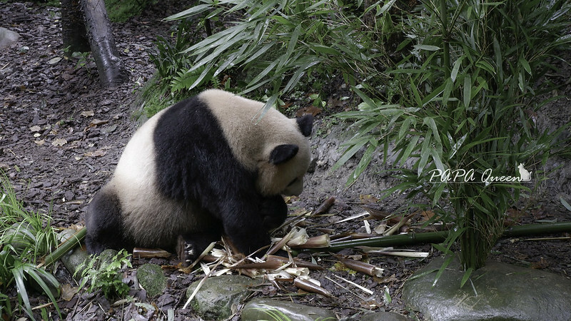 成都旅行 熊貓谷 沿著山林與熊貓偶遇，加碼推薦4個熊貓基地