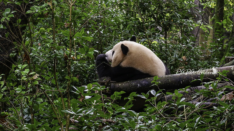 成都旅行 熊貓谷 沿著山林與熊貓偶遇，加碼推薦4個熊貓基地