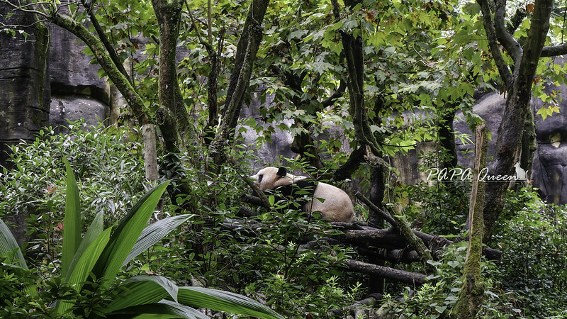 成都旅行 熊貓谷 沿著山林與熊貓偶遇，加碼推薦4個熊貓基地