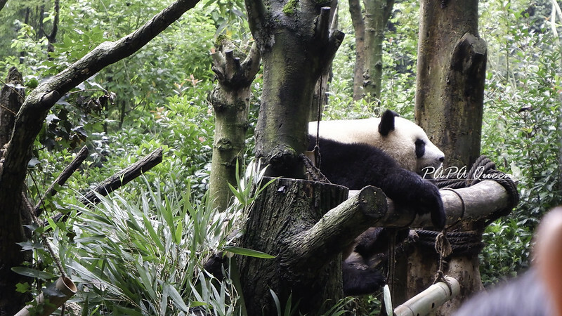 成都旅行 熊貓谷 沿著山林與熊貓偶遇，加碼推薦4個熊貓基地