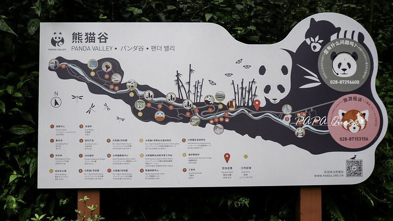 成都旅行 熊貓谷 沿著山林與熊貓偶遇，加碼推薦4個熊貓基地