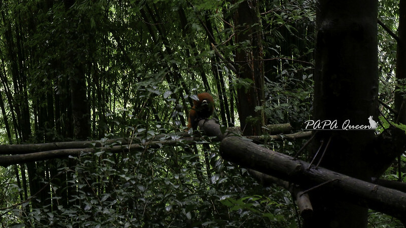 成都旅行 熊貓谷 沿著山林與熊貓偶遇，加碼推薦4個熊貓基地