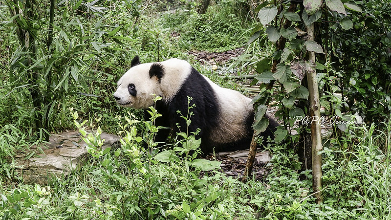 成都旅行 熊貓谷 沿著山林與熊貓偶遇，加碼推薦4個熊貓基地