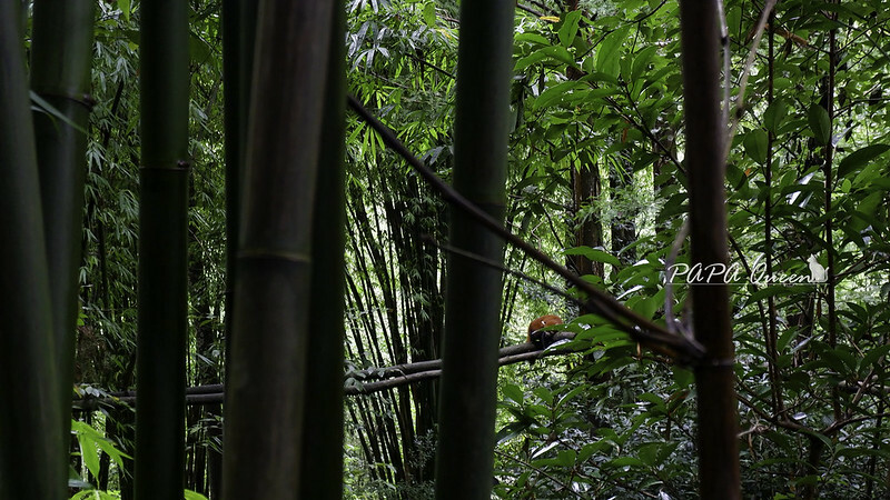 成都旅行 熊貓谷 沿著山林與熊貓偶遇，加碼推薦4個熊貓基地