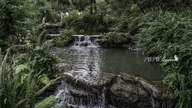 成都旅行 熊貓谷 沿著山林與熊貓偶遇，加碼推薦4個熊貓基地