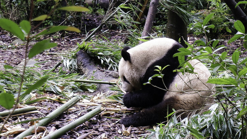 成都旅行 熊貓谷 沿著山林與熊貓偶遇，加碼推薦4個熊貓基地