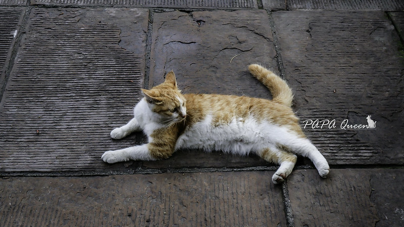 成都景點｜文殊院  Wenshu Yuan Monastery 佛寺