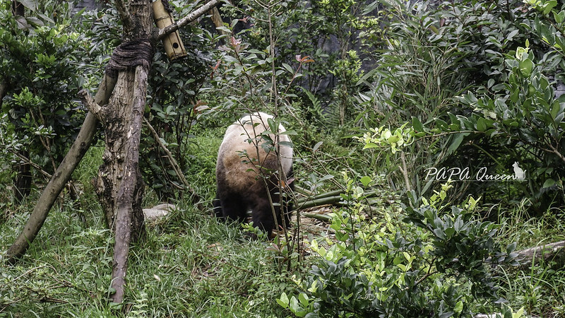 成都旅行 熊貓谷 沿著山林與熊貓偶遇，加碼推薦4個熊貓基地