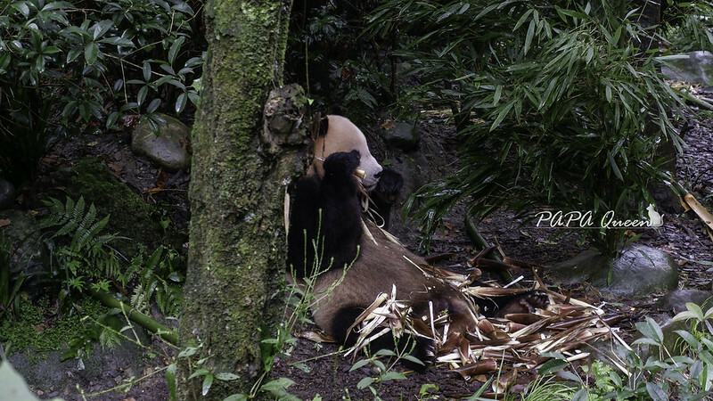 成都旅行 熊貓谷 沿著山林與熊貓偶遇，加碼推薦4個熊貓基地