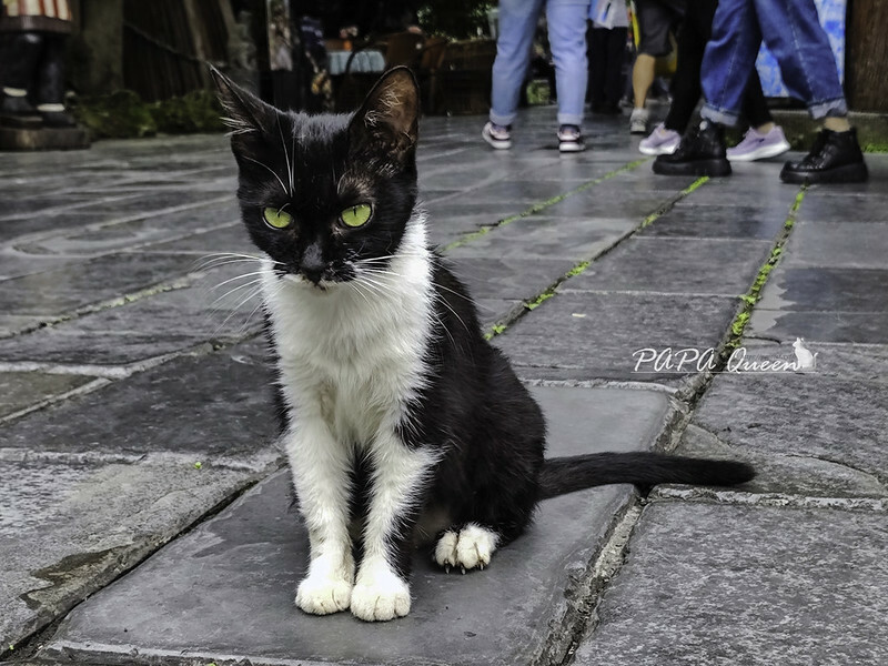 成都景點｜武侯祠 錦里古街 古街道上的繁華小橋流水