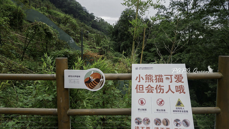 成都旅行 熊貓谷 沿著山林與熊貓偶遇，加碼推薦4個熊貓基地