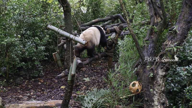 成都旅行 熊貓谷 沿著山林與熊貓偶遇，加碼推薦4個熊貓基地