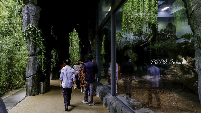 成都旅行 熊貓谷 沿著山林與熊貓偶遇，加碼推薦4個熊貓基地