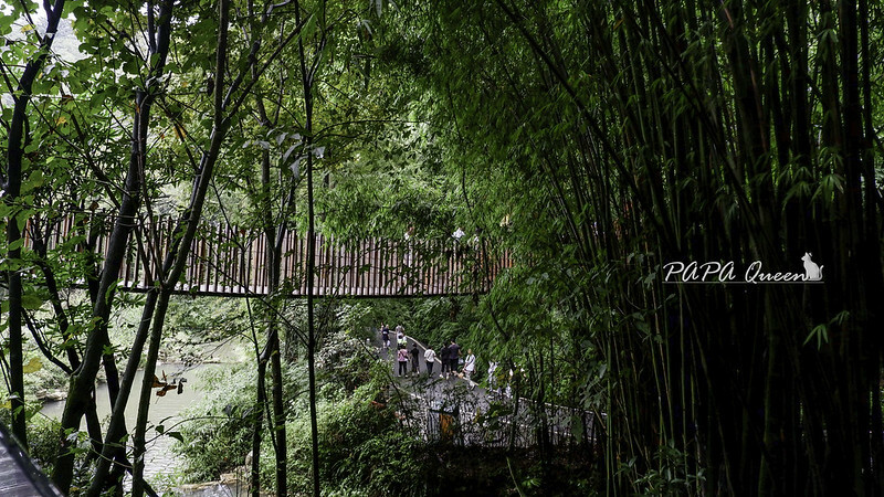 成都旅行 熊貓谷 沿著山林與熊貓偶遇，加碼推薦4個熊貓基地