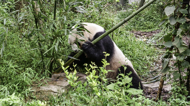 成都旅行 熊貓谷 沿著山林與熊貓偶遇，加碼推薦4個熊貓基地