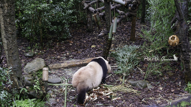 成都旅行 熊貓谷 沿著山林與熊貓偶遇，加碼推薦4個熊貓基地