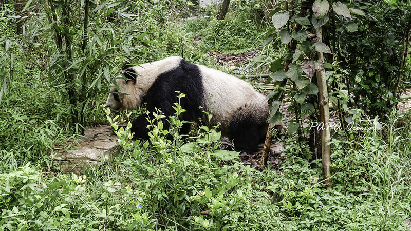成都旅行 熊貓谷 沿著山林與熊貓偶遇，加碼推薦4個熊貓基地