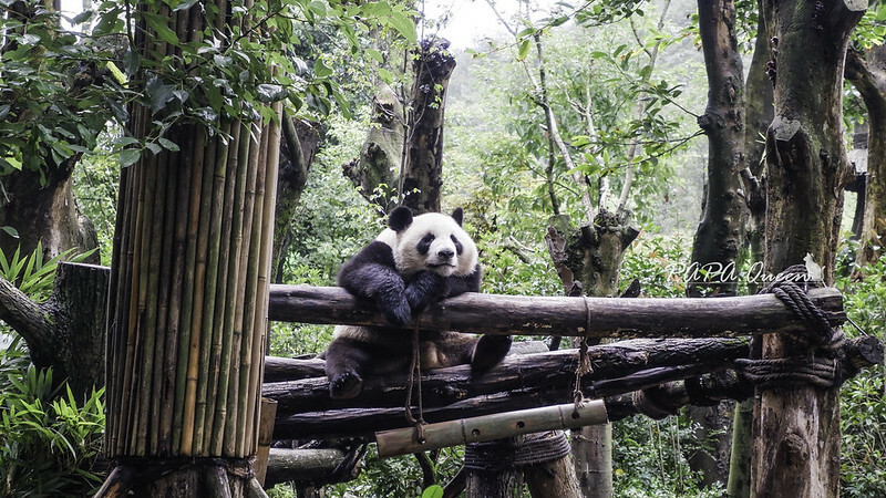 成都旅行 熊貓谷 沿著山林與熊貓偶遇，加碼推薦4個熊貓基地