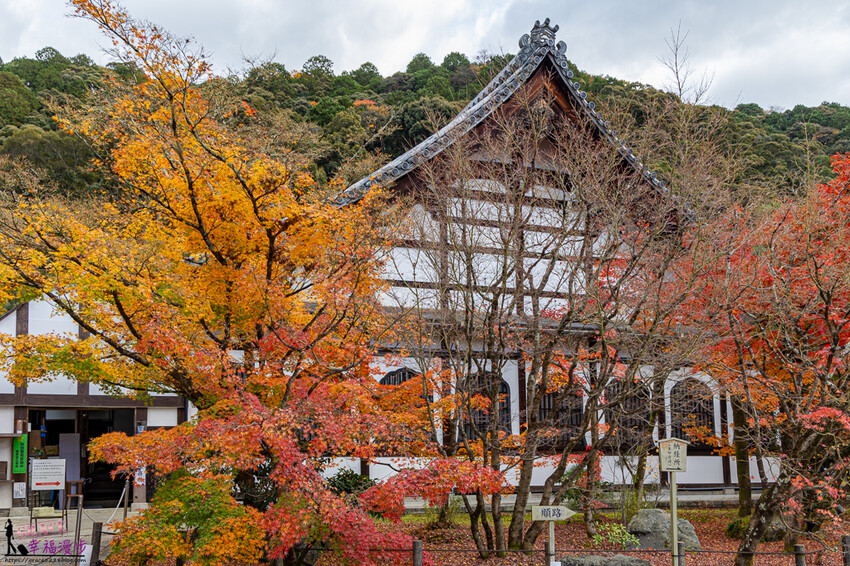 永觀堂(禪林寺)|京都日本–京都著名的賞楓景點,超美的顏色堆疊如同置身畫中