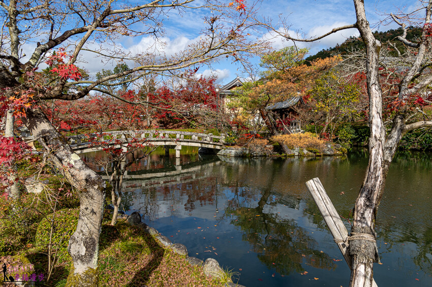 永觀堂(禪林寺)|京都日本–京都著名的賞楓景點,超美的顏色堆疊如同置身畫中