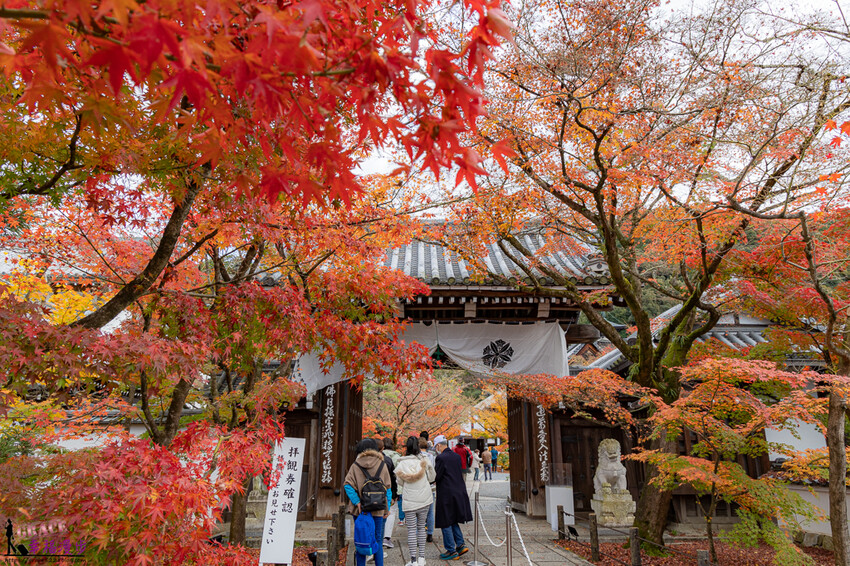 永觀堂(禪林寺)|京都日本–京都著名的賞楓景點,超美的顏色堆疊如同置身畫中