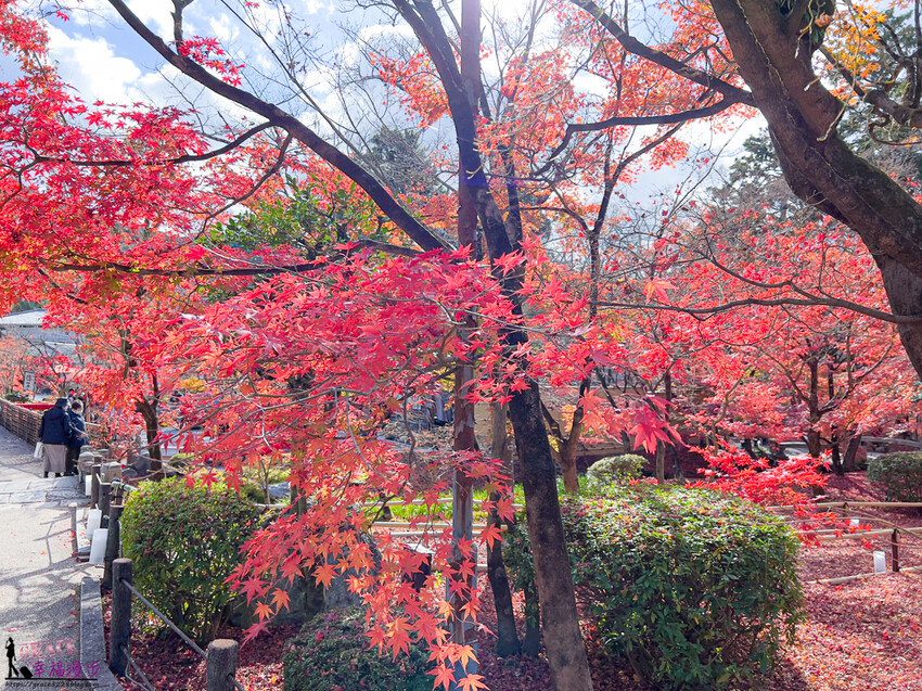 永觀堂(禪林寺)|京都日本–京都著名的賞楓景點,超美的顏色堆疊如同置身畫中