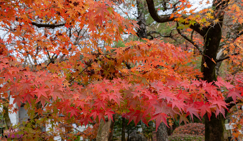 永觀堂(禪林寺)|京都日本–京都著名的賞楓景點,超美的顏色堆疊如同置身畫中
