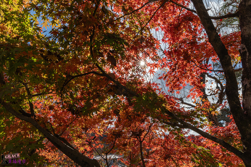 永觀堂(禪林寺)|京都日本–京都著名的賞楓景點,超美的顏色堆疊如同置身畫中
