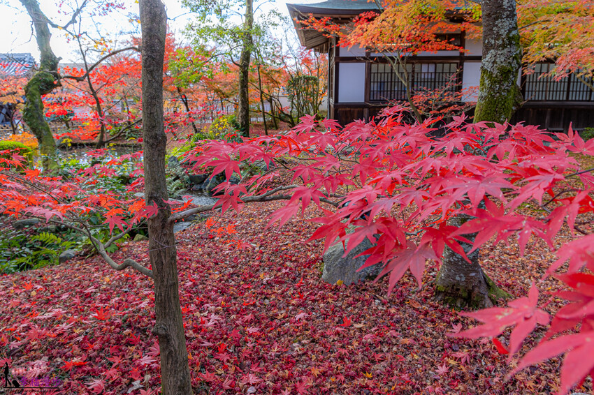 永觀堂(禪林寺)|京都日本–京都著名的賞楓景點,超美的顏色堆疊如同置身畫中