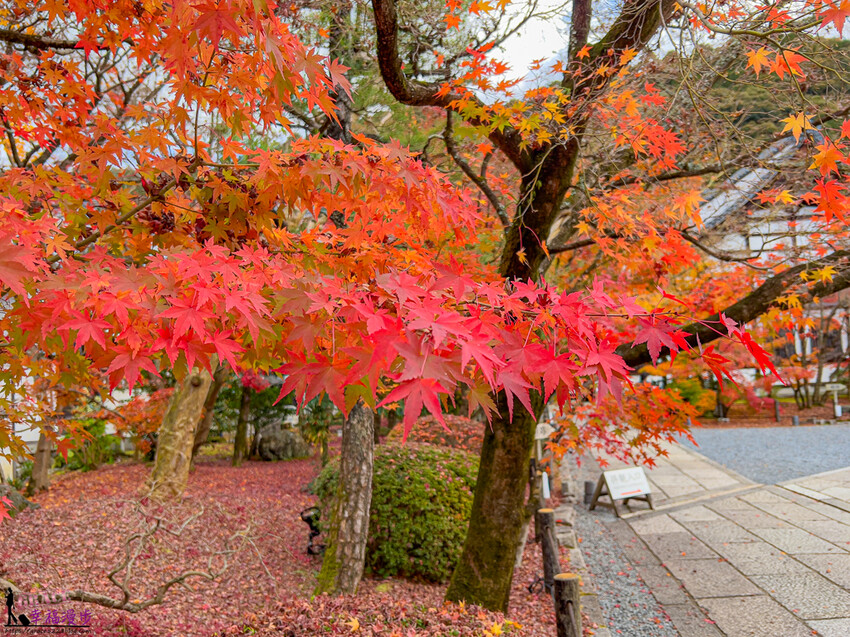 永觀堂(禪林寺)|京都日本–京都著名的賞楓景點,超美的顏色堆疊如同置身畫中