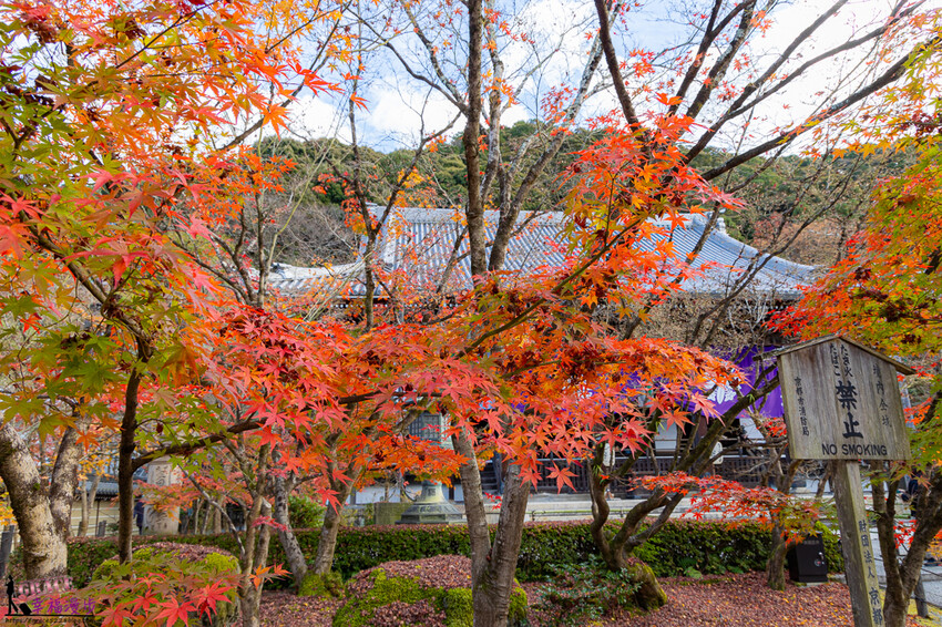永觀堂(禪林寺)|京都日本–京都著名的賞楓景點,超美的顏色堆疊如同置身畫中