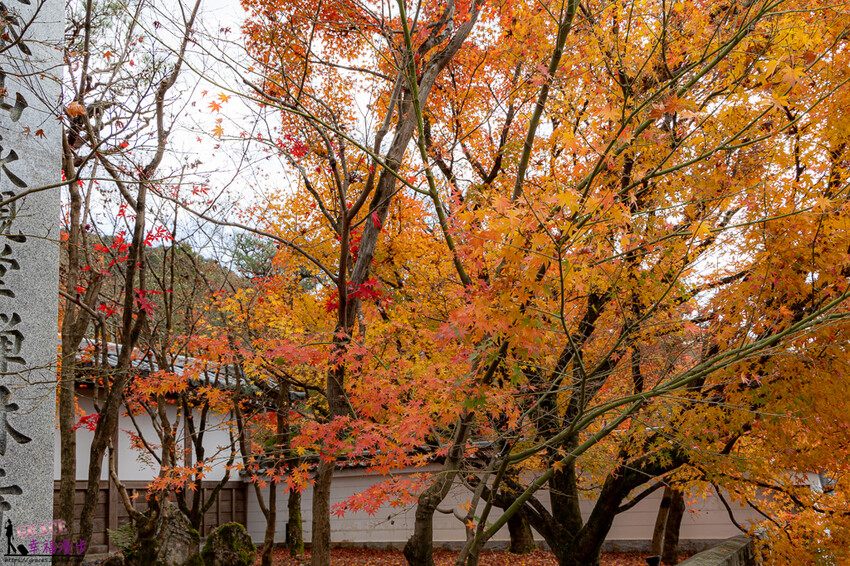 永觀堂(禪林寺)|京都日本–京都著名的賞楓景點,超美的顏色堆疊如同置身畫中