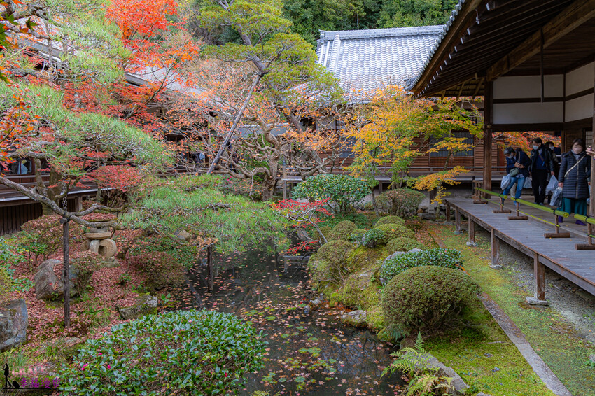 永觀堂(禪林寺)|京都日本–京都著名的賞楓景點,超美的顏色堆疊如同置身畫中