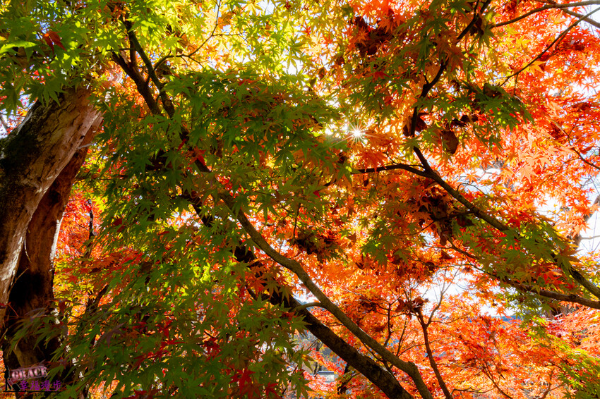 永觀堂(禪林寺)|京都日本–京都著名的賞楓景點,超美的顏色堆疊如同置身畫中