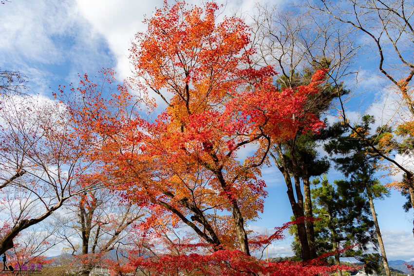 永觀堂(禪林寺)|京都日本–京都著名的賞楓景點,超美的顏色堆疊如同置身畫中