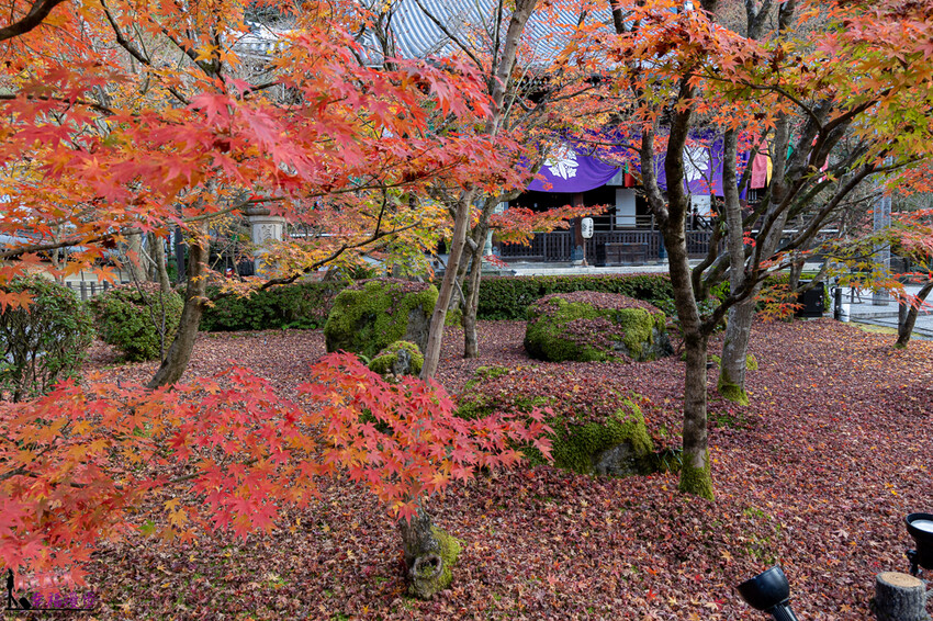 永觀堂(禪林寺)|京都日本–京都著名的賞楓景點,超美的顏色堆疊如同置身畫中
