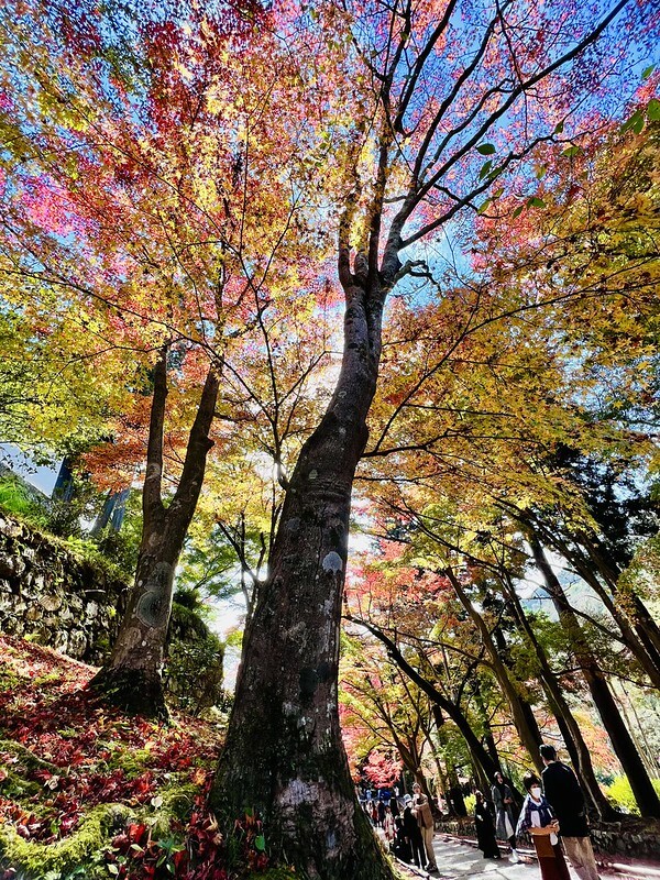 【亞洲，日本】京都紅葉名所～毘沙門堂 門跡 紅葉階梯。（京都賞楓/京都景點）