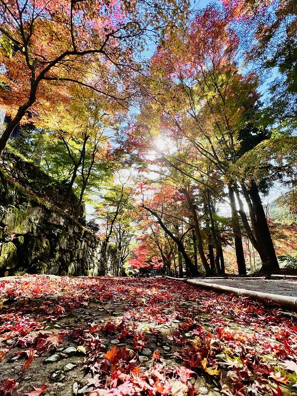 【亞洲，日本】京都紅葉名所～毘沙門堂 門跡 紅葉階梯。（京都賞楓/京都景點）