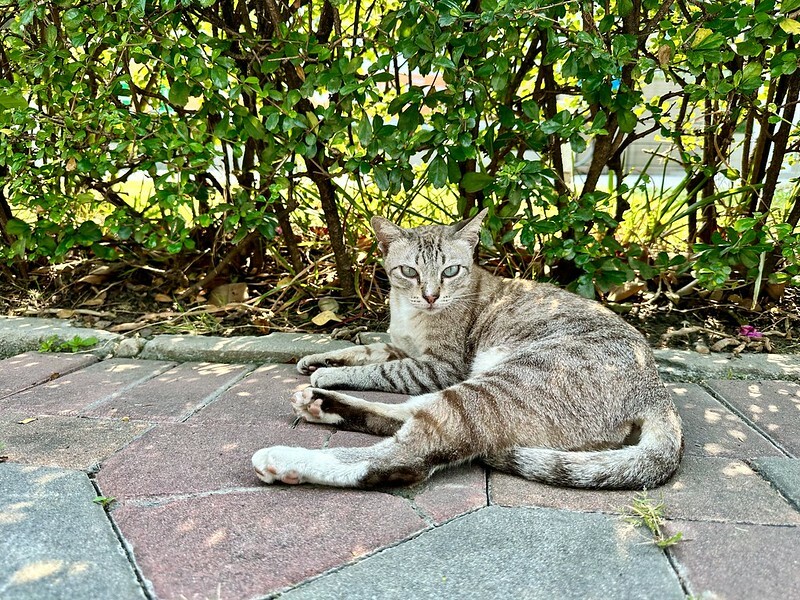 【泰國，曼谷】漫步城市中的綠地「曼谷百年歷史倫披尼公園」（ Lumpini Park  สวนลุมพินี），還有免費的天