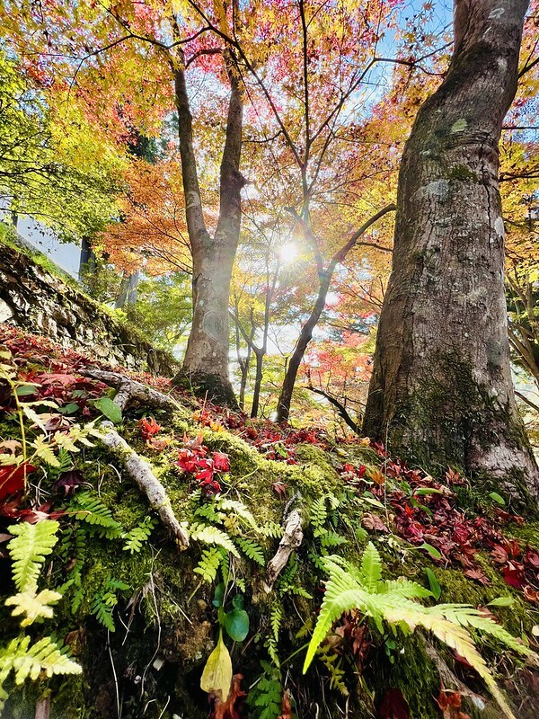 【亞洲，日本】京都紅葉名所～毘沙門堂 門跡 紅葉階梯。（京都賞楓/京都景點）