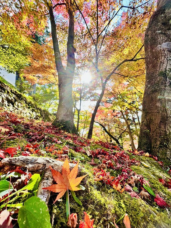 【亞洲，日本】京都紅葉名所～毘沙門堂 門跡 紅葉階梯。（京都賞楓/京都景點）