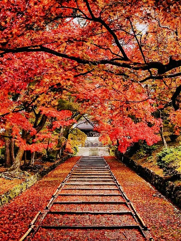 【亞洲，日本】京都紅葉名所～毘沙門堂 門跡 紅葉階梯。（京都賞楓/京都景點）