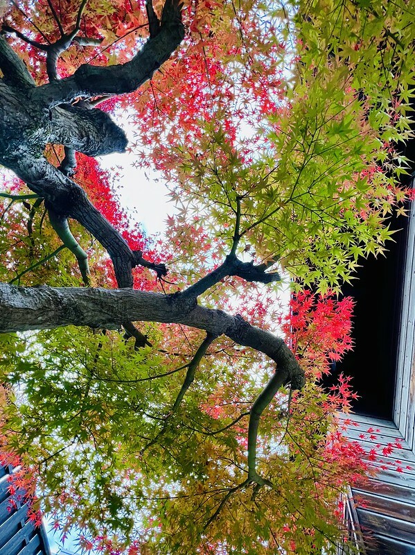 【亞洲，日本】京都紅葉名所～毘沙門堂 門跡 紅葉階梯。（京都賞楓/京都景點）