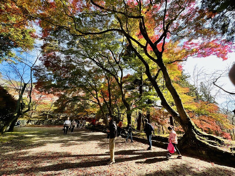 【亞洲，日本】京都紅葉名所～毘沙門堂 門跡 紅葉階梯。（京都賞楓/京都景點）